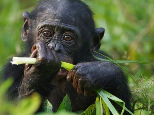 relance du tourisme en RDC 