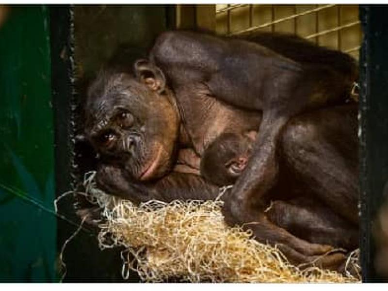 Bébé chimpanzé
