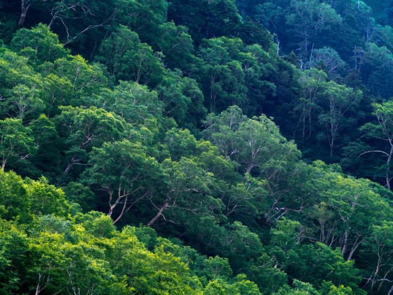 Forêt RDC