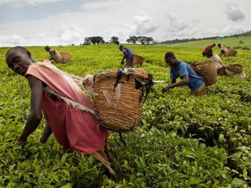 agriculture 