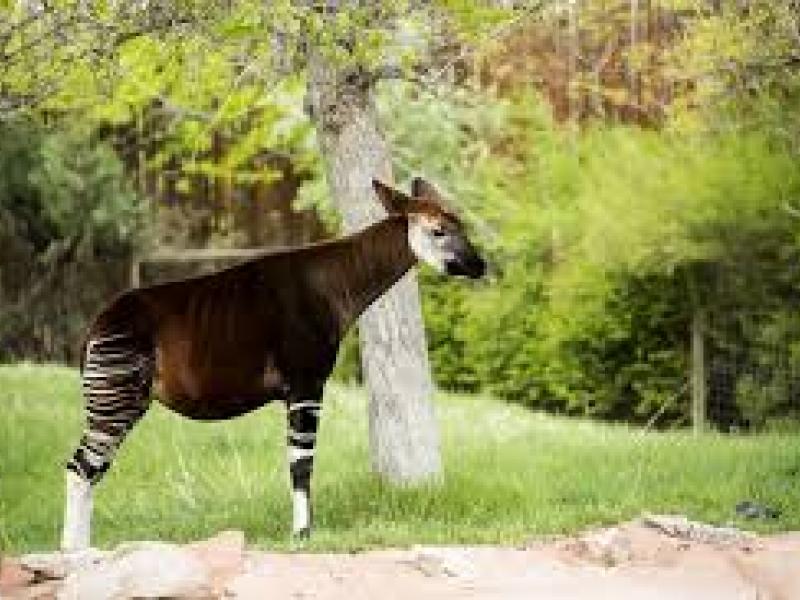 Okapi