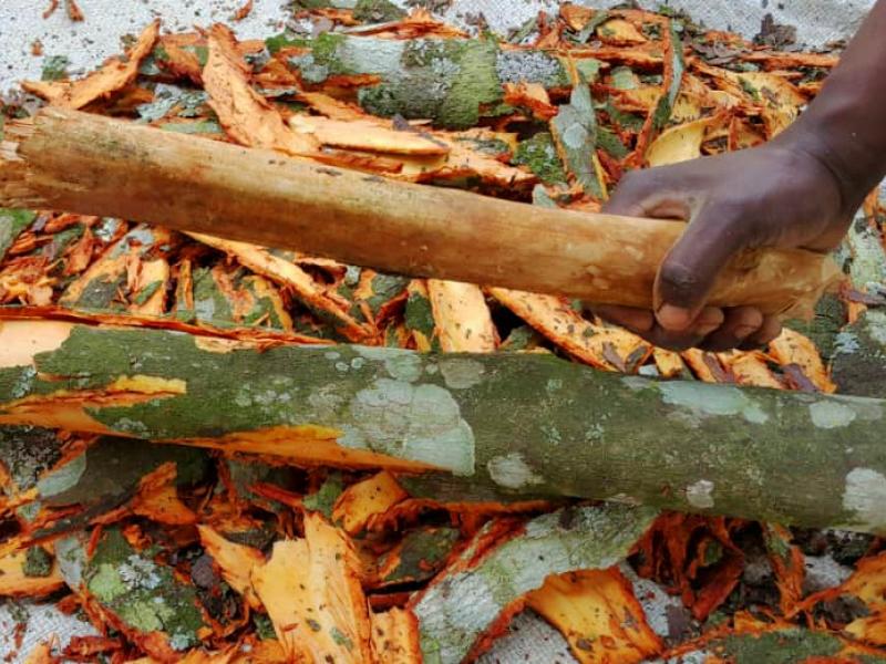 écorces de quinquina