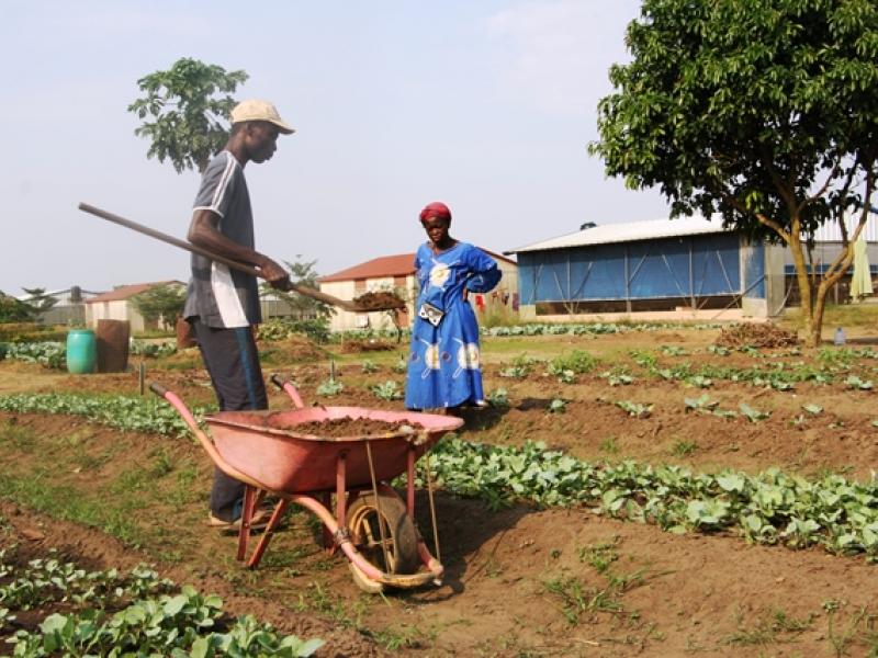 agriculture 