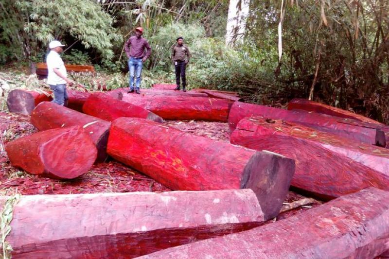 Bois rouge 