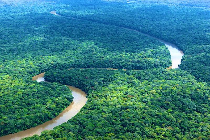 Forêt