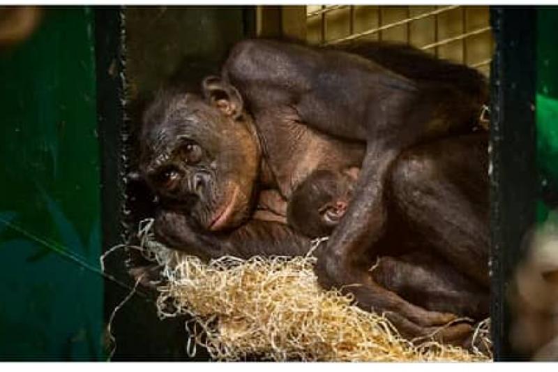 Bébé chimpanzé