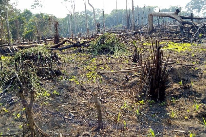 deforestation