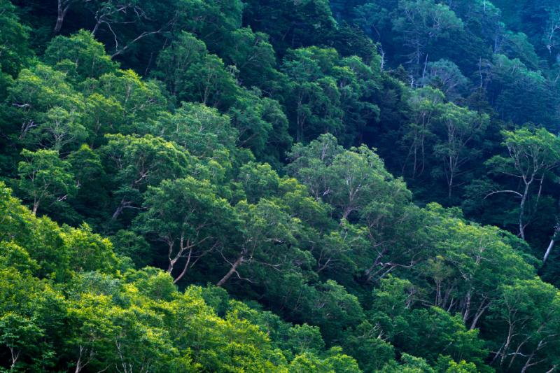 Forêt RDC