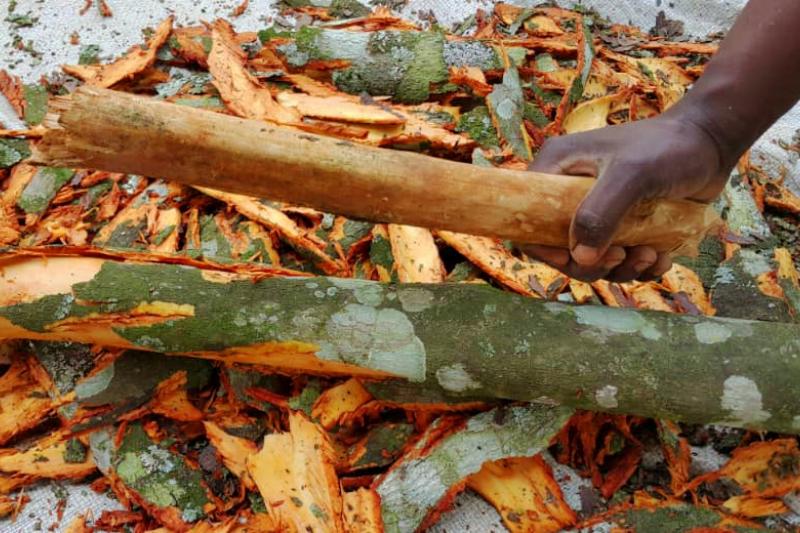 écorces de quinquina