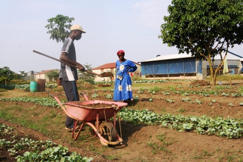 agriculture 